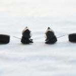 False Gauge Two Parts Cat ..